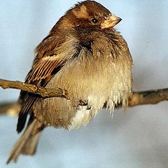 photo "The Sparrow-coldly"