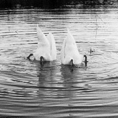 photo "Scared Swanes"