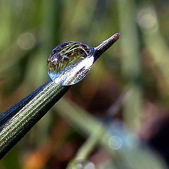 фото "Drops II"