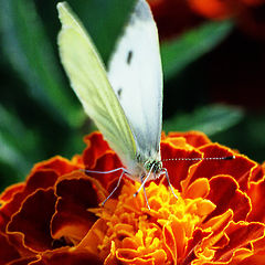 photo "Breakfast on a grass"