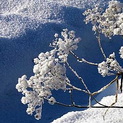 photo "Winter bouquet"