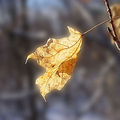 photo "Catching the Sun"