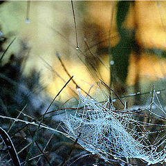 photo "Autumnal web"