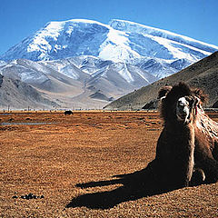 photo "Snowy Mountain & Camel"