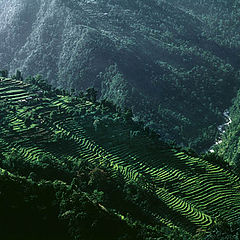 фото "Sikkim Terraces"