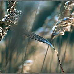 photo "Almost Abstraction (Grass)"