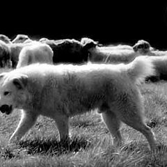 фото "Shepeherd 1"