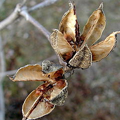 photo "Rose of Sharon`s Winter Caps..."