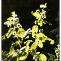 photo "Untitled photo"