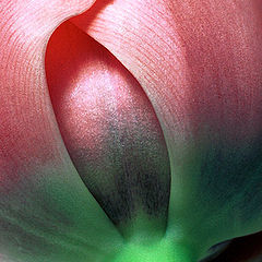 photo "Tulip"