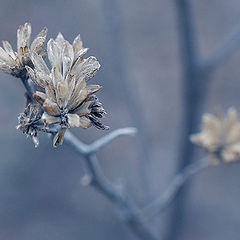 photo "The Winter Blues"