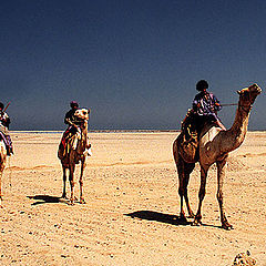 photo "Camel Riders"