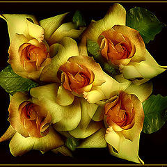 photo "ROSES FOR YOU !"