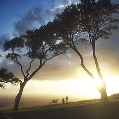 фото "Two Trees at Sunset"