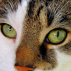 фото "It`s A Feline Thing...and it`s Unconditional.."