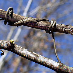 photo "Balance of Nature"