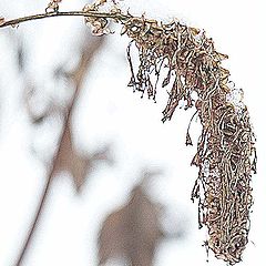 photo "sanguisorba"