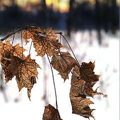 photo "Time goes"