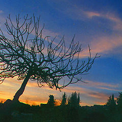photo "Untitled photo"