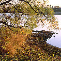 photo "Golden Evening Light"