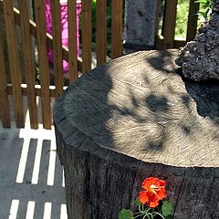 фото "Flower"