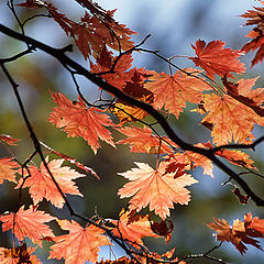 photo "Autumn colours"