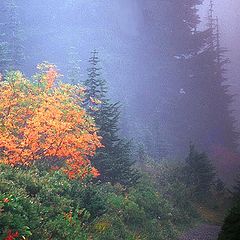 photo "On Mt. Rainier"