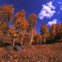 photo "autumn scenery"