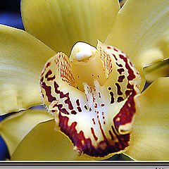 фото "Orchid"