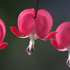 photo "Bleeding heart (Dicentra spectabilis)"