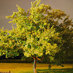 photo "Sleep in summer night"