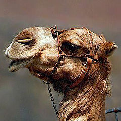 photo "English Speaking Dromedary"