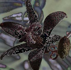 photo "black tricyrtis"