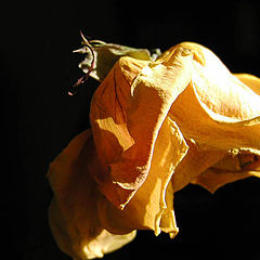 photo "Yellow Rose & Sunlight"