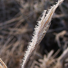 photo "Spikes"