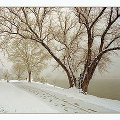 фото "Первый снег (на прогулке)"