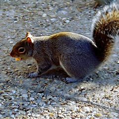 photo "Squirrel"