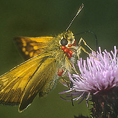 фото "Skipper Butterfly with Red Spider Mites"