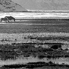 photo "Gaucho and his horses"