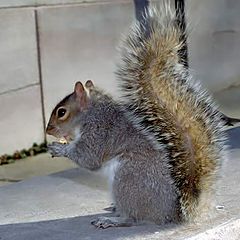 photo "squirrel2"