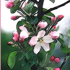 фото "Apple Blossoms"