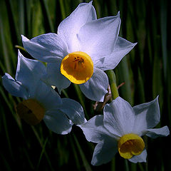 photo "Lunar narcissus"