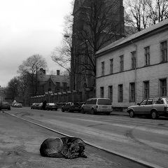 фото "Old and homeless..."