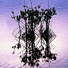 фото "Reflection"
