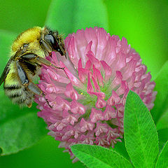 фото "Шмель (Bombus ussurensis)"