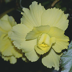 photo "Sunshine Yellow Beauty - Butchart Gardens"