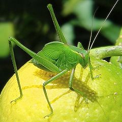 photo "Katydid"