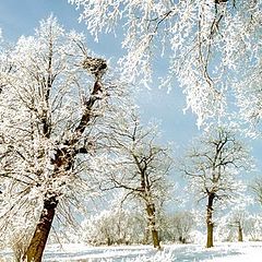 фото "Иней"