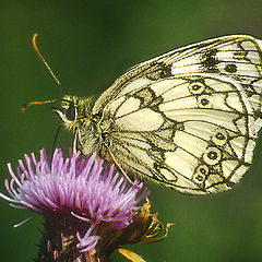 фото "Marbled White on Thistle"