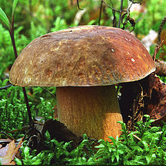 photo "Boletus edulis"